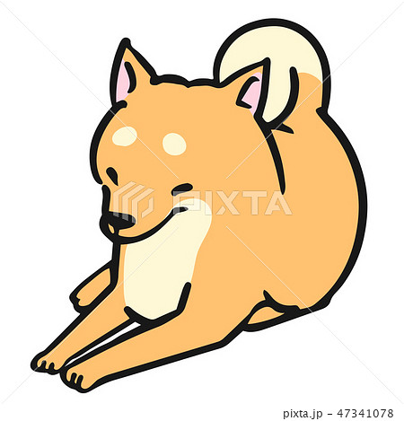柴犬 犬 ポーズ 表情 ふせのイラスト素材