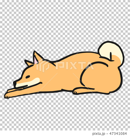 柴犬　犬　ポーズ　表情　ふせ　横向き 47341084