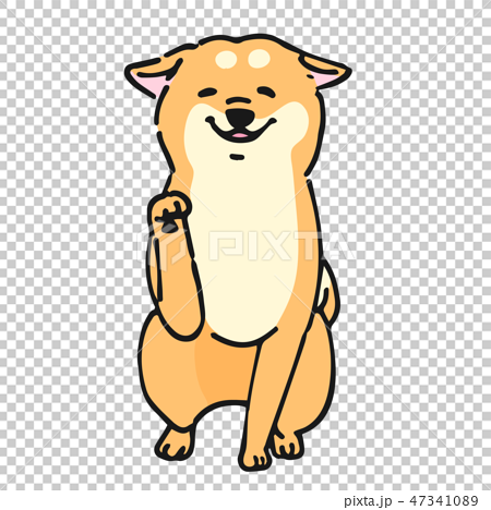 柴犬 犬 ポーズ 表情 お手 嬉しいのイラスト素材