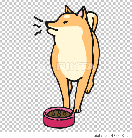 Shiba Inu狗姿勢表情威脅 47341092