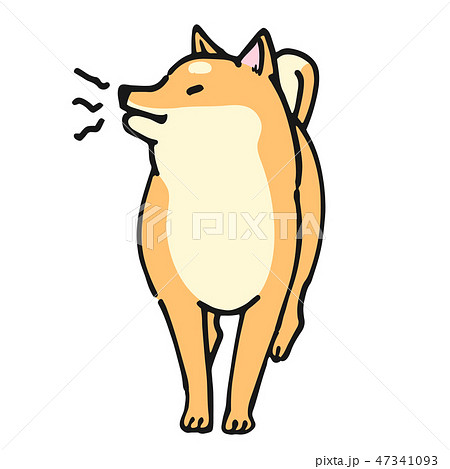 柴犬 犬 ポーズ 表情 威嚇のイラスト素材