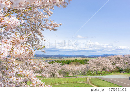 さわやかな宮城の桜 さわやかな宮城の桜 47341101