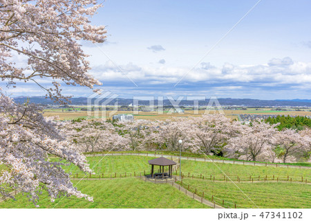 さわやかな宮城の桜 47341102