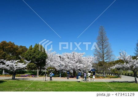 満開の桜　於大公園 47341129