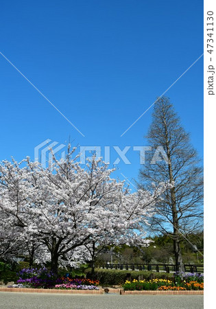 満開の桜　於大公園 47341130