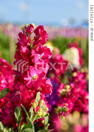 千葉県　冬の白間津の花畑　南房総 47341261