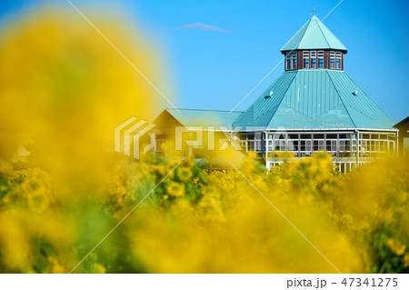 千葉県　菜の花畑　道の駅とみうら 47341275
