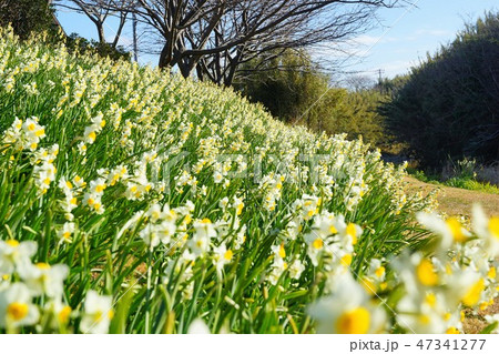 千葉県 水仙畑 道の駅とみうら 千葉県 水仙畑 道の駅とみうら 47341277