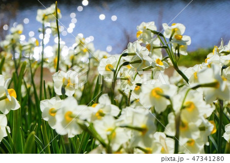 千葉県 水仙畑 道の駅とみうら 千葉県 水仙畑 道の駅とみうら 47341280