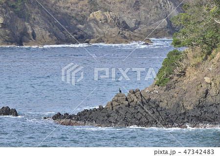 【兵庫県 香住海岸】磯に立つウミウ 【兵庫県 香住海岸】磯に立つウミウ 47342483