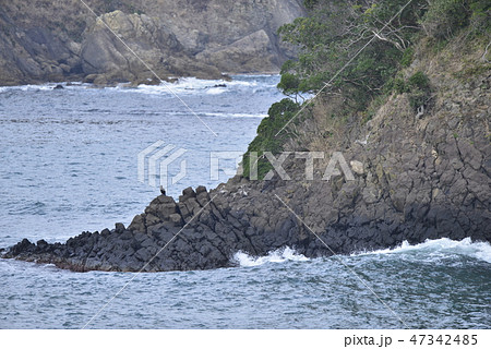 【兵庫県 香住海岸】磯に立つウミウ 【兵庫県 香住海岸】磯に立つウミウ 47342485