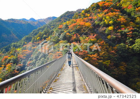 梅の木轟公園吊橋 47342525