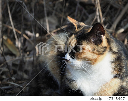 三毛猫・野良猫 47343407