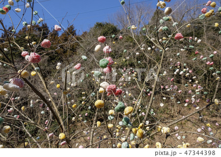 小正月の繭玉　 47344398