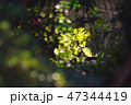 朝の木漏れ日 47344419