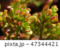 多肉植物 47344421