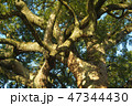 ご神木 47344430