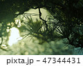 松葉の向こうは 47344431