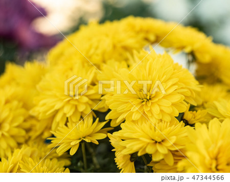 Yellow chrysanthemums flowering in summer field 47344566