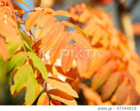 Red, green and yellow leaves of the autumn forest 47344618