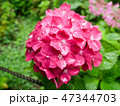 Pink hydrangea flower in full bloom under the rain 47344703