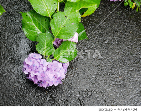 Hydrangea flower on asphalt under the rain 47344704