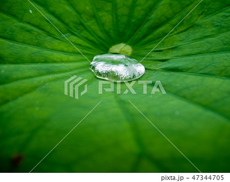 Water drop on a green lotus leaf 47344705