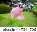 Pink lotus flower starting to bloom 47344706
