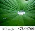Drop of water on a green lotus leaf 47344709