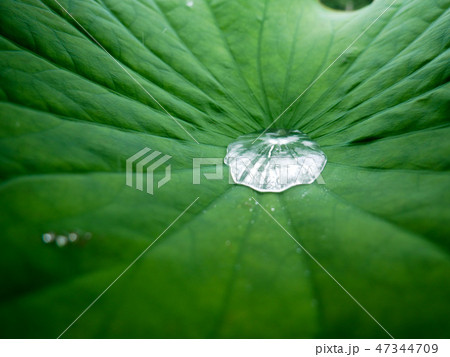 Drop of water on a green lotus leaf 47344709