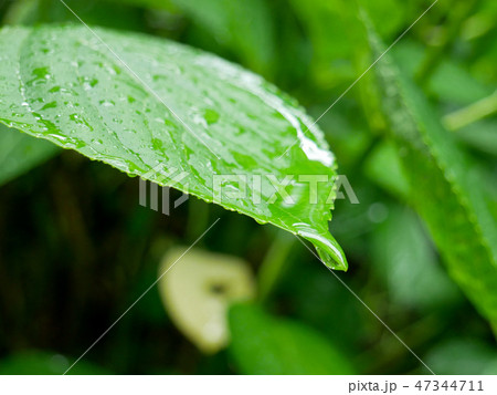 Fresh green hydrangea leaf under summer rain 47344711