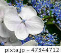 Light blue hydrangea flower close-up 47344712