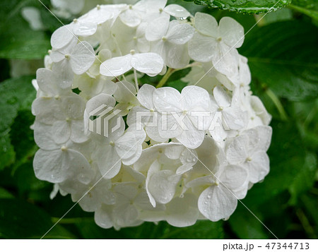 Soft and beautiful white hydrangea flower 47344713