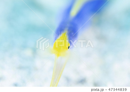 ハナヒゲウツボ(成魚)① ハナヒゲウツボ(成魚)① 47344839