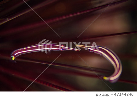 ハシナガウバウオのペア 47344846