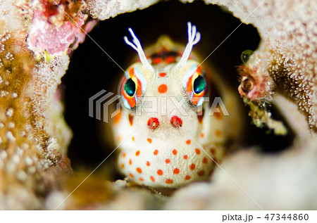 モンツキカエルウオ モンツキカエルウオ 47344860