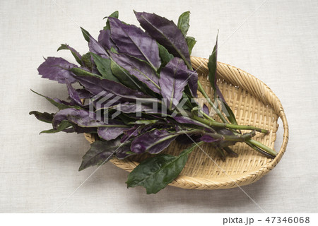 水前寺菜 47346068