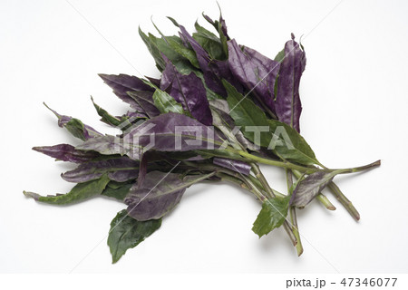 水前寺菜 47346077