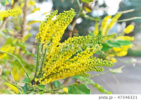 黄色いヒイラギナンテンの花の写真素材 [47346321] - PIXTA