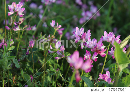 れんげ畑(蓮華草) れんげ畑(蓮華草) 47347364