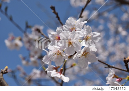 桜 桜 47348352