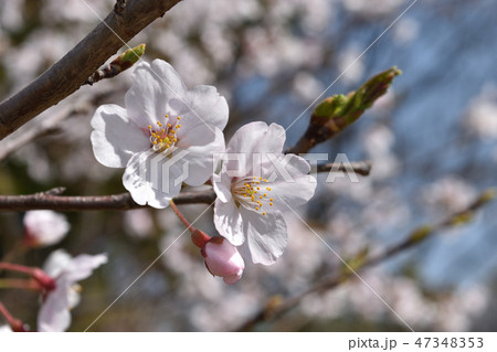 桜 桜 47348353