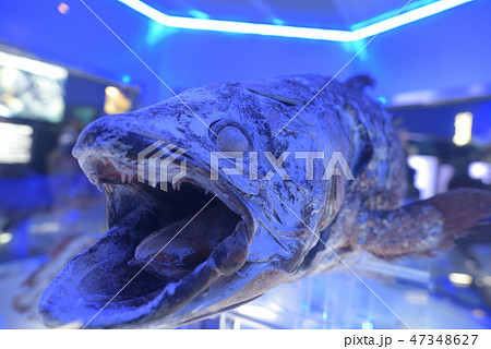 シーラカンス 冷凍標本 冷凍保存 沼津港深海水族館 シーラカンス 冷凍標本 冷凍保存 沼津港深海水族館 47348627