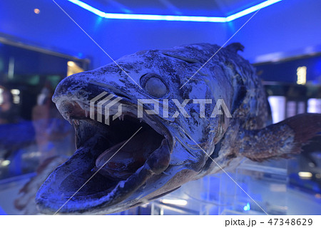 シーラカンス　冷凍標本　冷凍保存　沼津港深海水族館 47348629