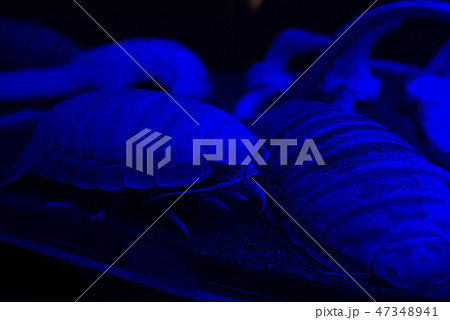 ダイオウグソクムシ 世界最大 沼津港深海水族館 Giant Isopod ダイオウグソクムシ 世界最大 沼津港深海水族館 Giant Isopod 47348941