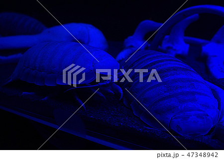 ダイオウグソクムシ　世界最大　沼津港深海水族館　Giant Isopod 47348942