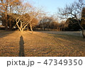 冬の夕方の公園 47349350