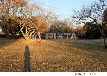 冬の夕方の公園の写真素材