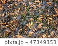 冬の公園の落ち葉 47349353