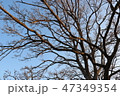 冬の枯れ木 47349354